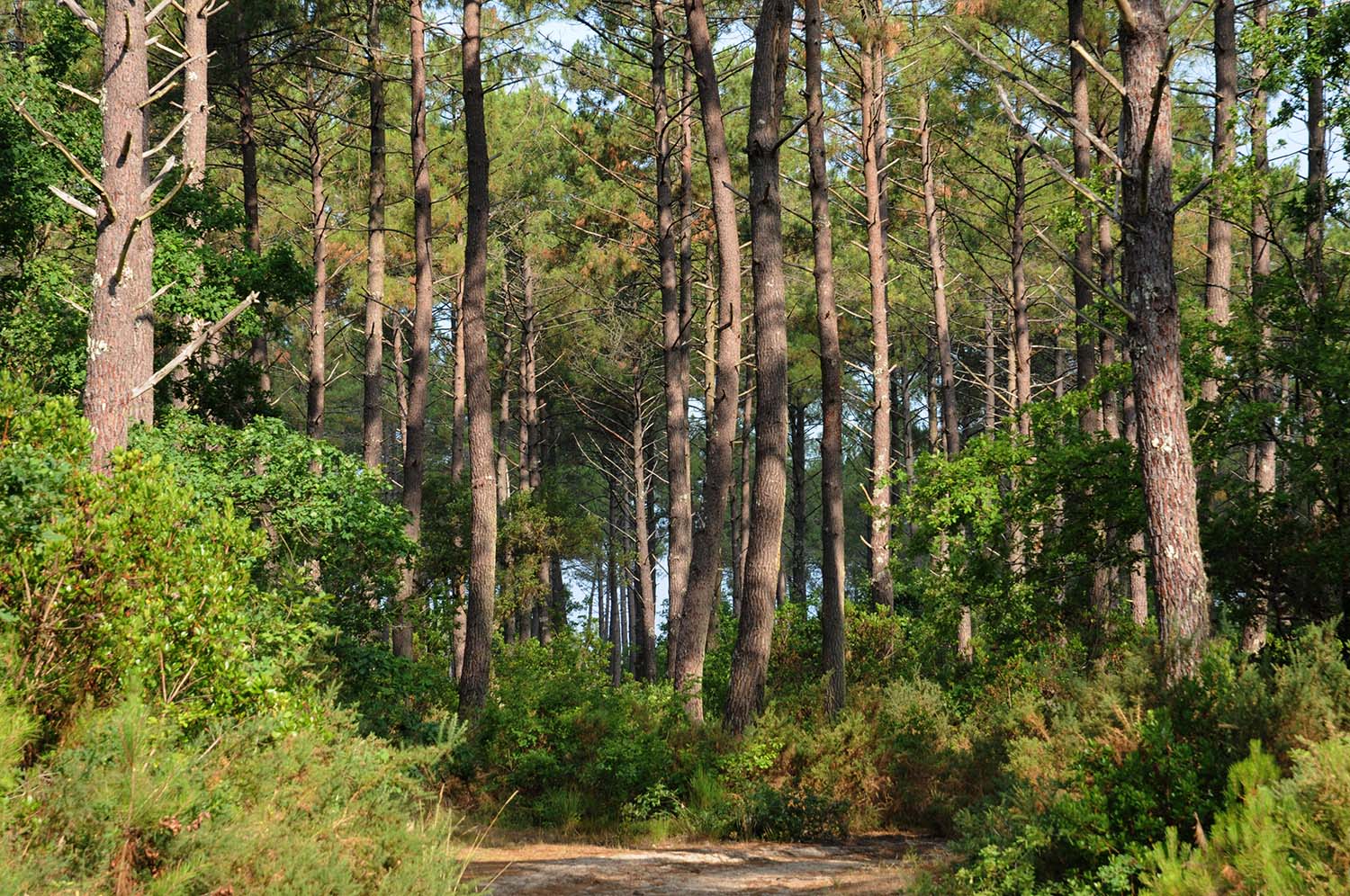 les landes