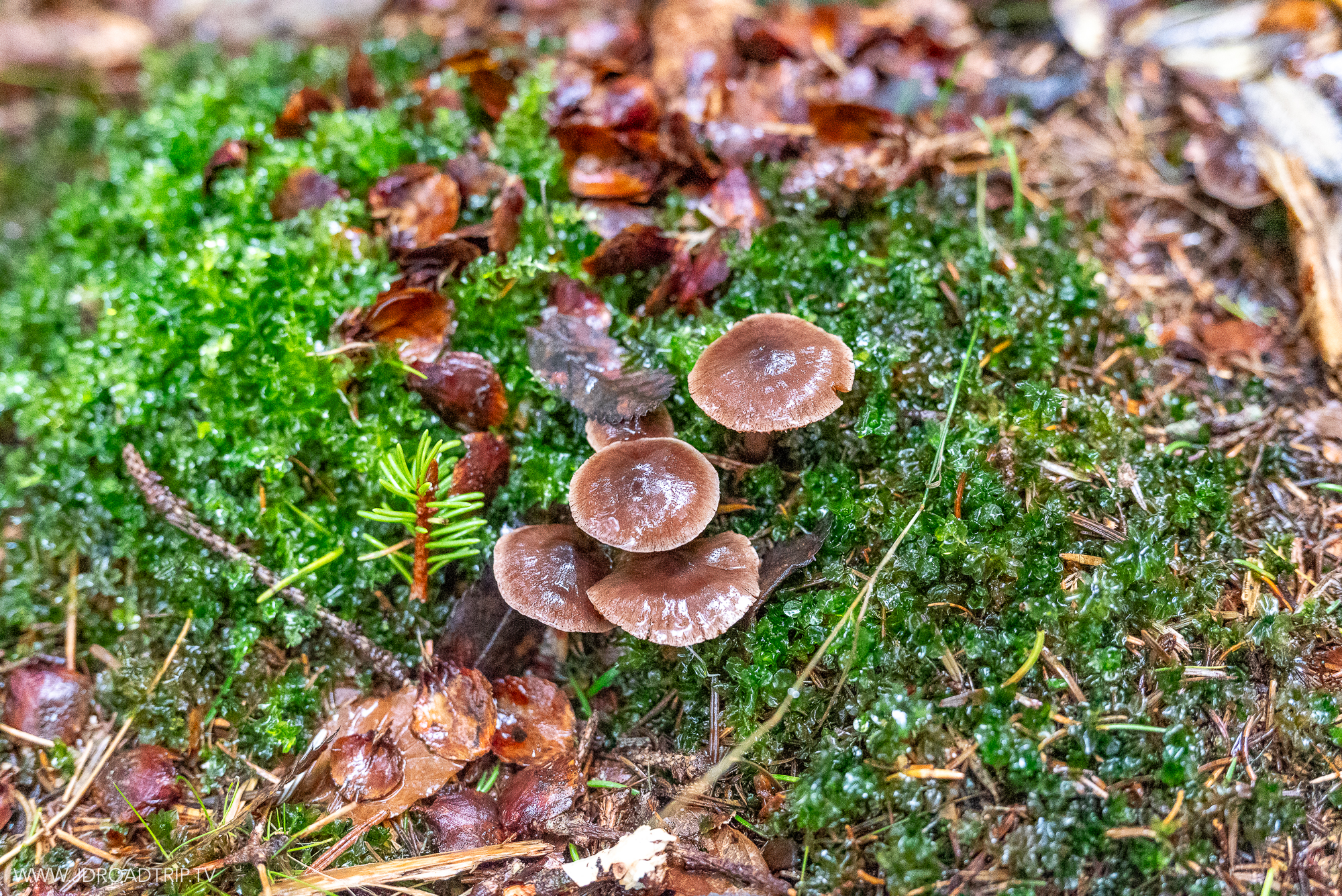 Week-end dans les Cévennes, ramasser les champignons