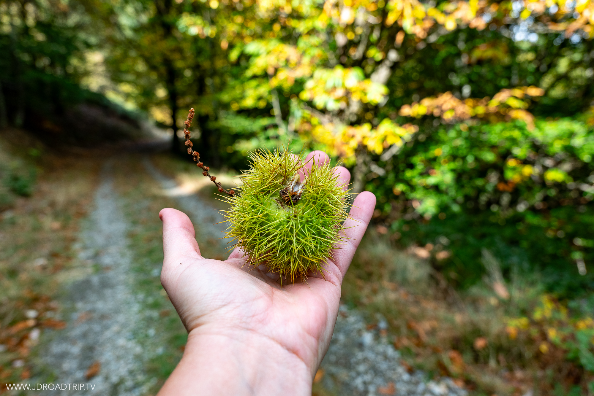 Week-end dans les Cévennes, randonnée au Col de la Baraquette à Villaret, forêt de châtaigniers