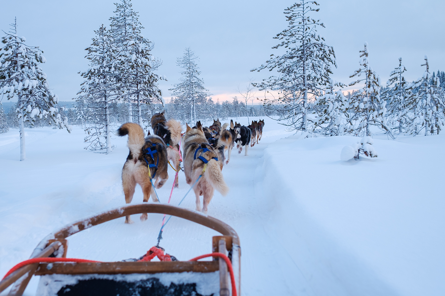 Protéger son téléphone du froid en chiens de traineau en Laponie